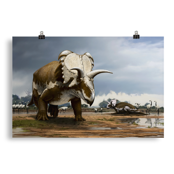 Medusaceratops — Poster 20×30