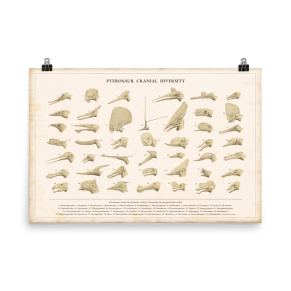 Pterosaur Cranial Diversity poster