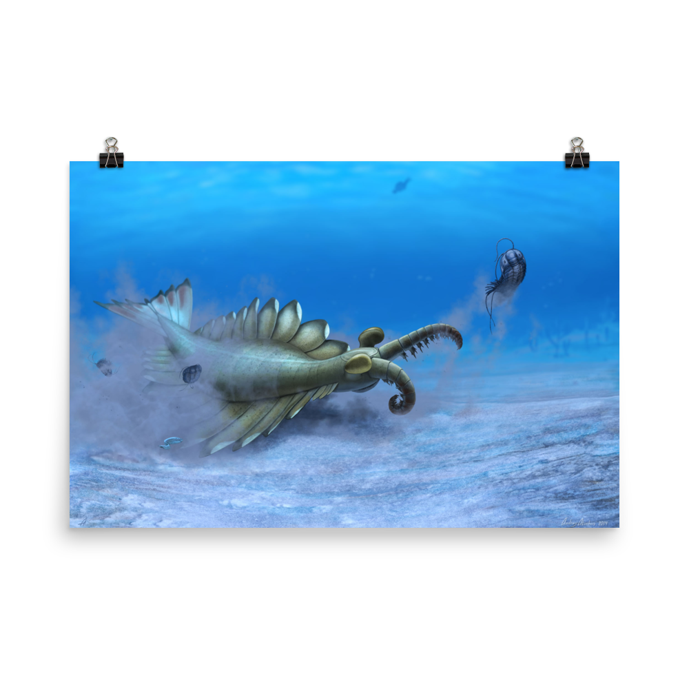 Anomalocaris sp. — Poster 24×36
