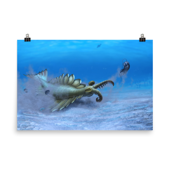 Anomalocaris sp. — Poster 24×36