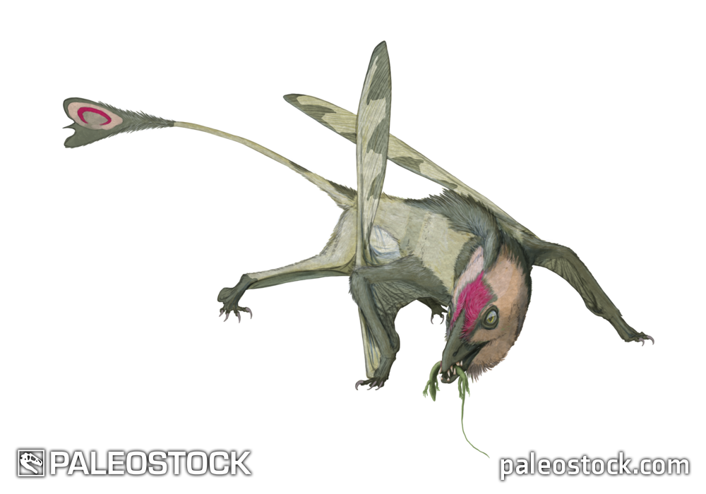 Carniadactylus rosenfeldi stock image