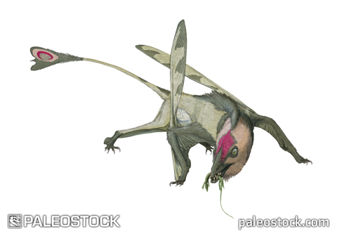 Carniadactylus rosenfeldi stock image