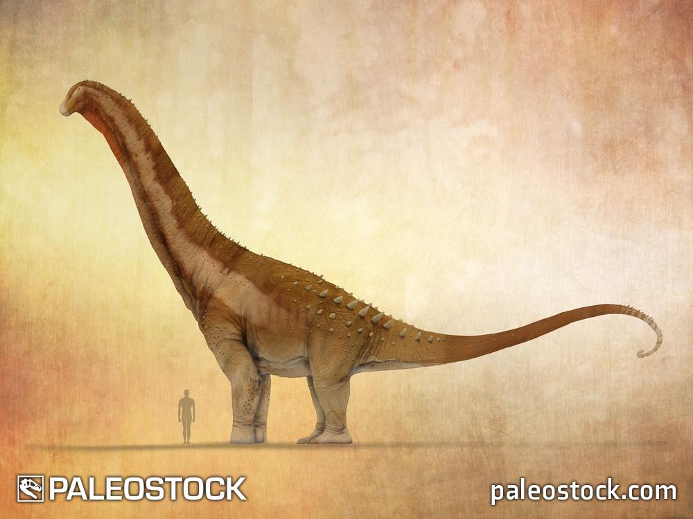 Alamosaurus sanjuanensis stock image