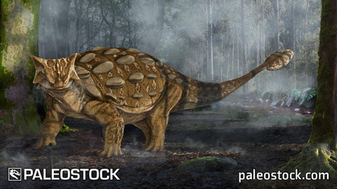 Ankylosaurus magniventris stock image