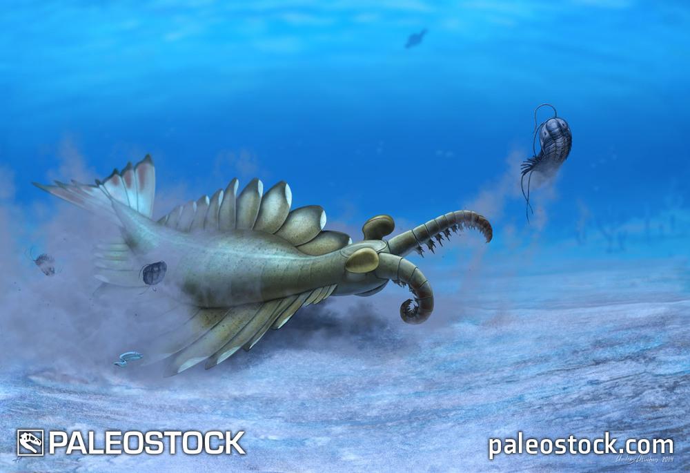 Anomalocaris stock image