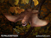 Anurognathus ammoni stock image