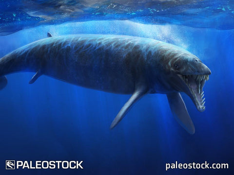 Basilosaurus stock image
