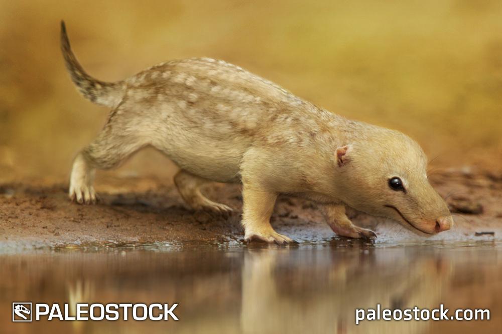 Bonacynodon schultzi stock image