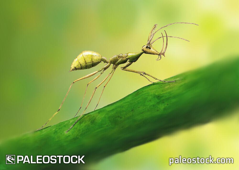 Ceratomyrmex ellenbergeri stock image