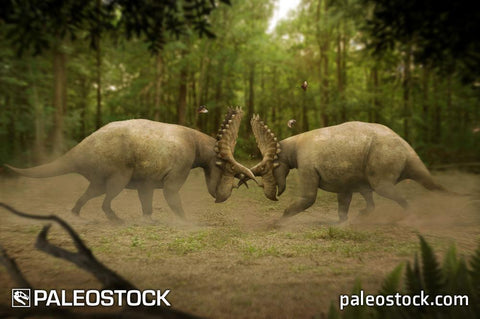 Coahuilaceratops magnacuerna stock image