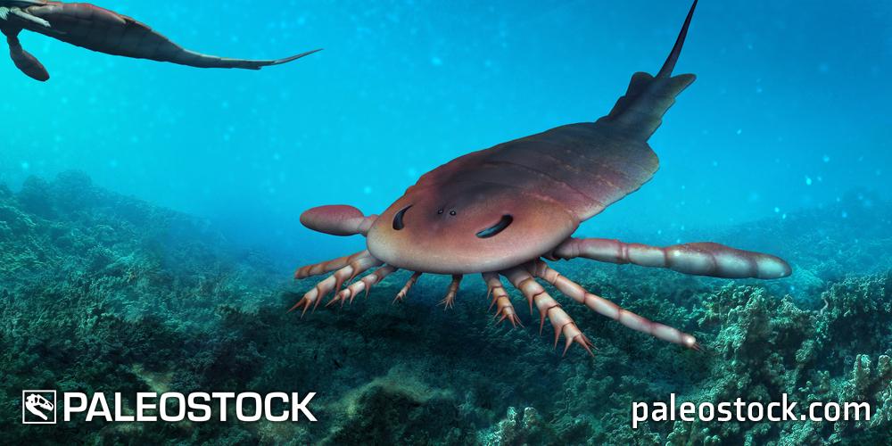 Eurypterus remipes stock image