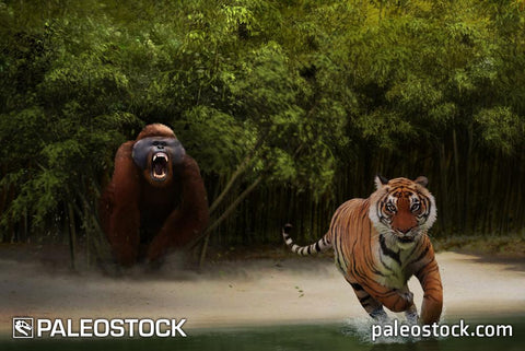 Gigantopithecus stock image