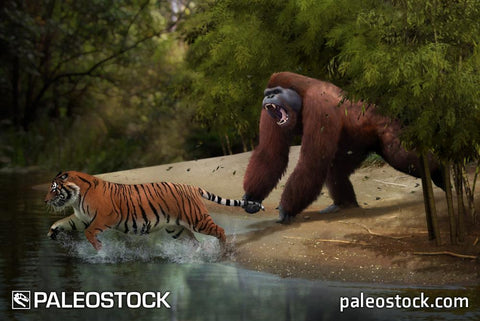 Gigantopithecus stock image