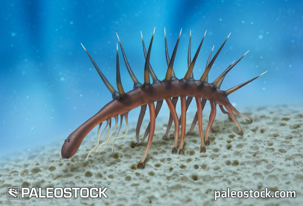 Hallucigenia sparsa stock image