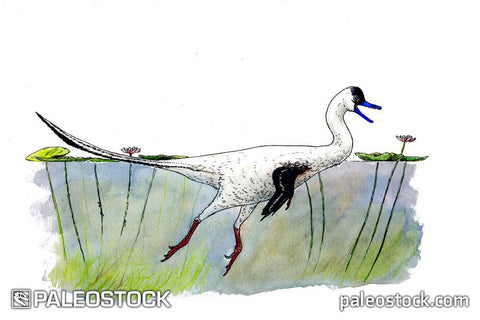 Halszkaraptor escuilliei stock image