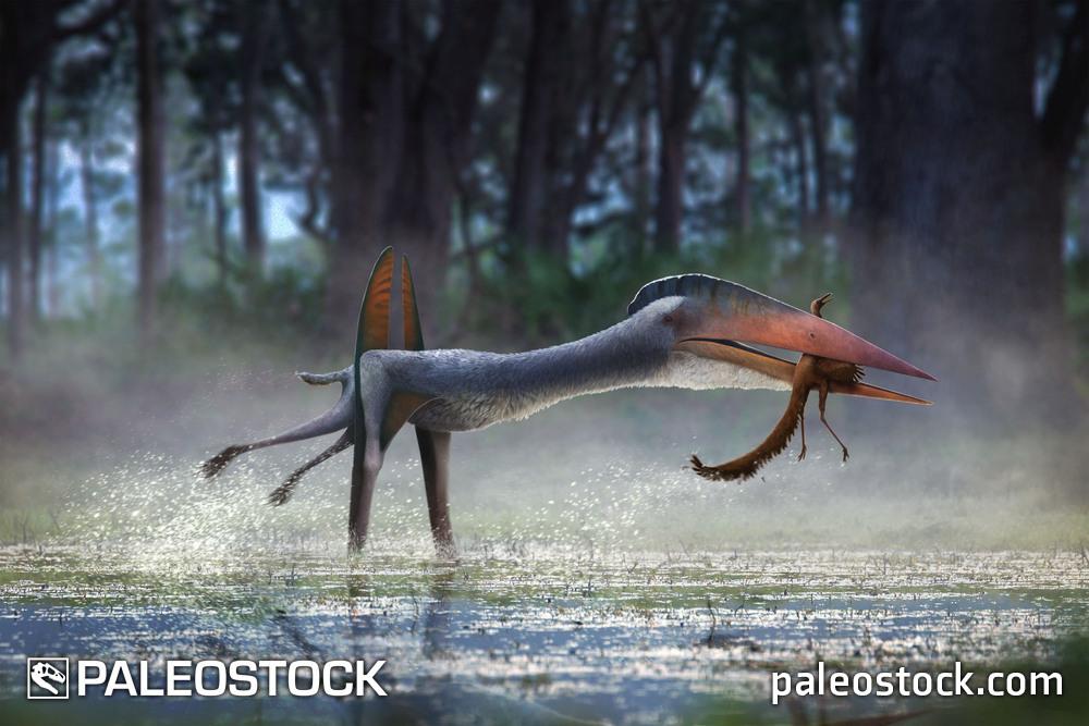 Hatzegopteryx thambema stock image