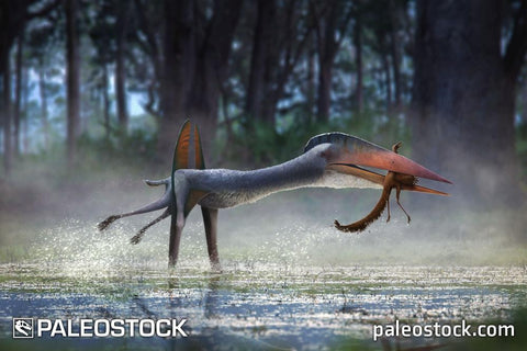 Hatzegopteryx thambema stock image