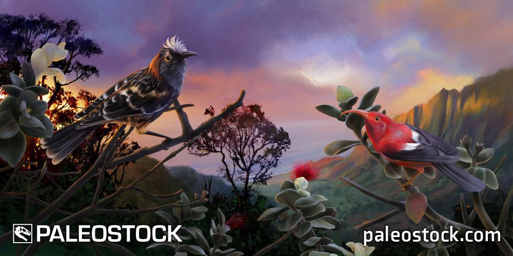 Hawaiian honeycreepers stock image