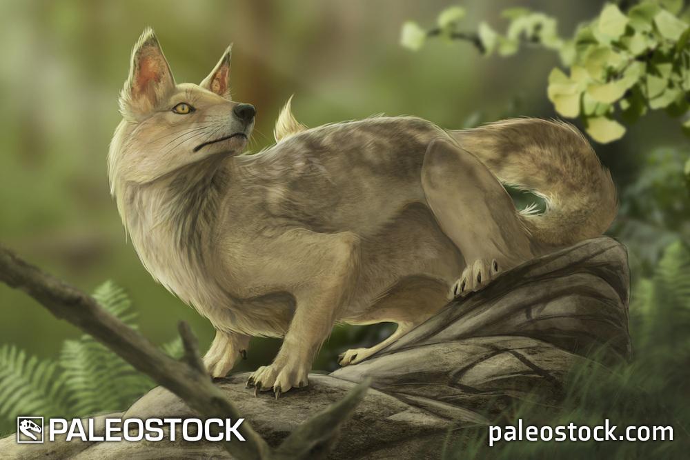 Hesperocyon stock image