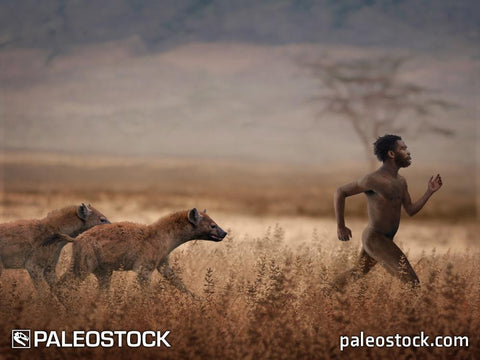 Hyena and hominin stock image