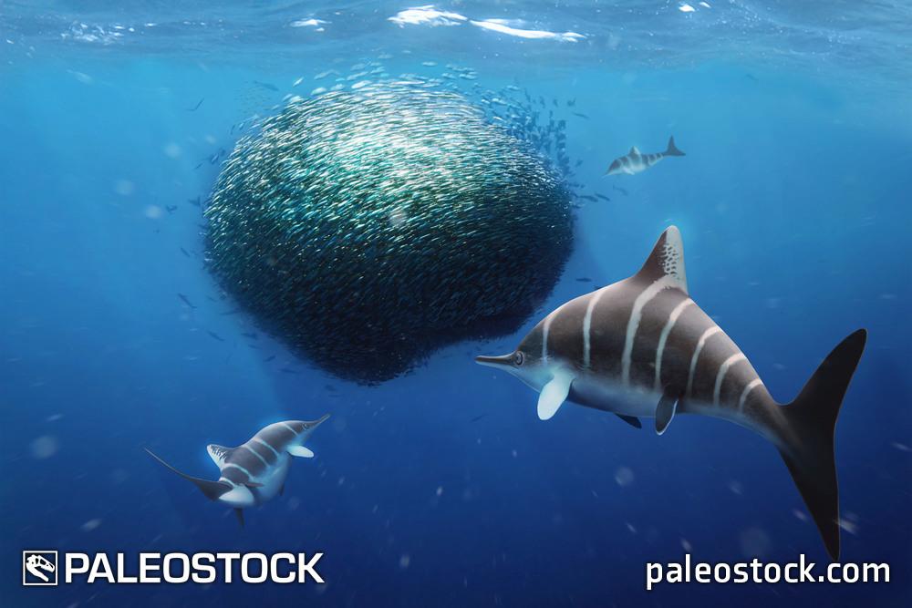 Ichthyosaurus larkini stock image