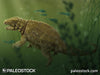 Liaoningosaurus paradoxus stock image