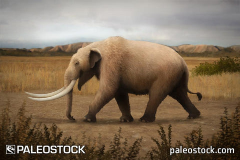 Mammut americanum stock image