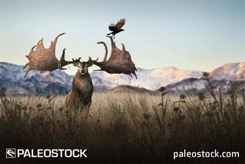 Megaloceros stock image