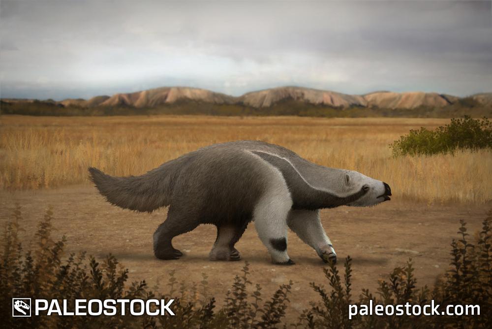 Megalonyx jeffersonii stock image