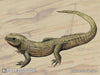 Oenosaurus muehlheimensis stock image