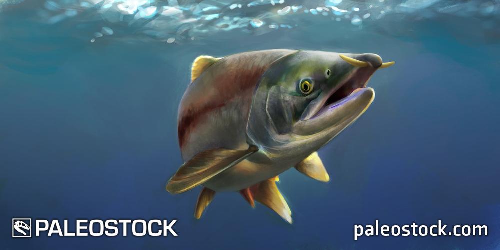 Oncorhynchus rastrosus stock image