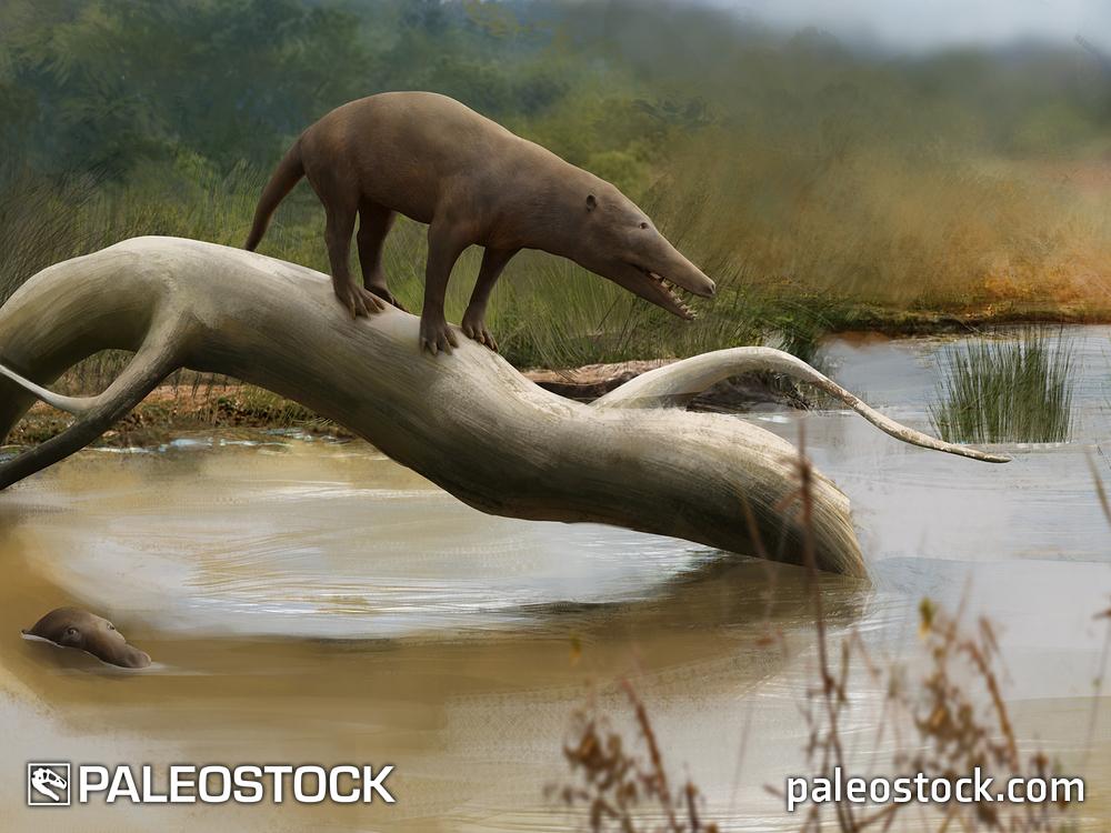 Pakicetus stock image