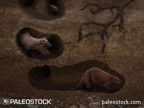 Palaeocastor stock image