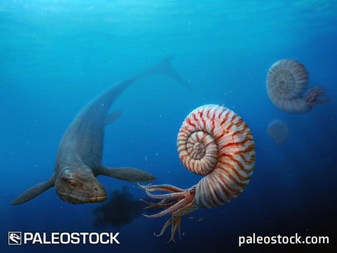 Parapuzosia vs Mosasaurus stock image
