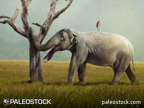 Platybelodon grangeri stock image