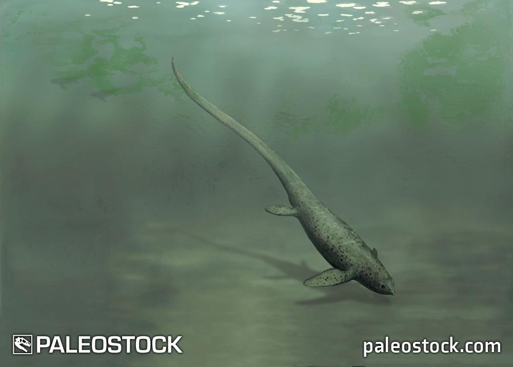 Sclerocormus parviceps stock image