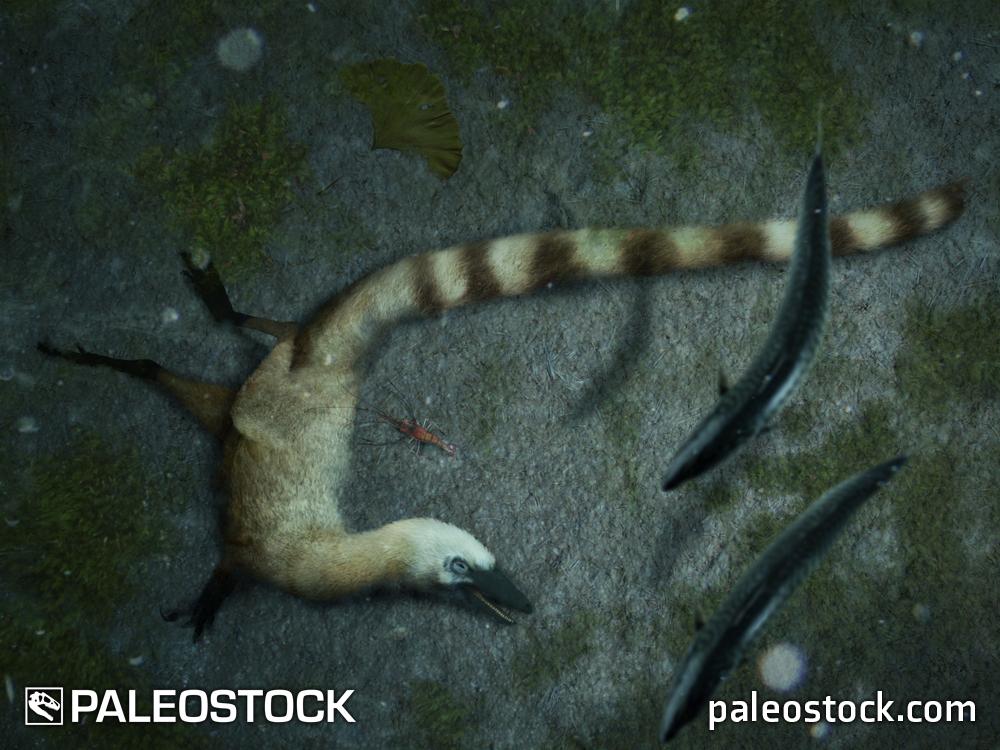 Sinosauropteryx prima - dinosaur death pose stock image