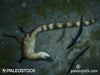 Sinosauropteryx prima - dinosaur death pose stock image