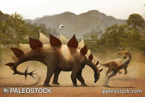 Stegosaurus vs Allosaurus stock image