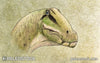 Tapuiasaurus macedoi stock image