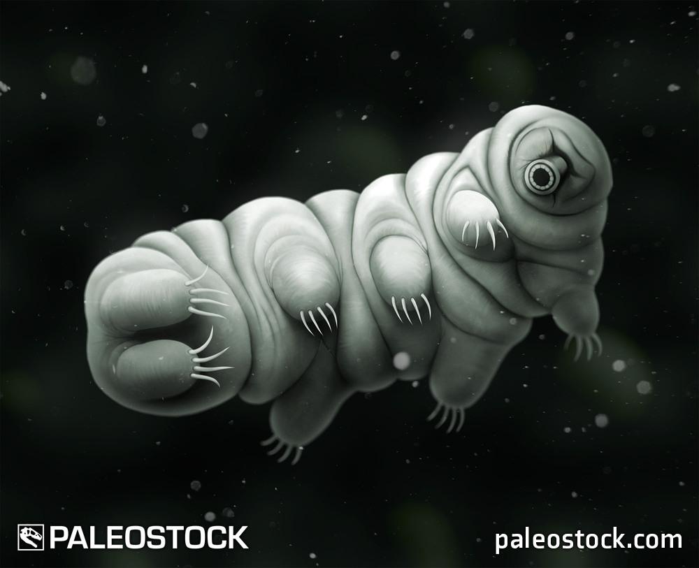 Tardigrade stock image