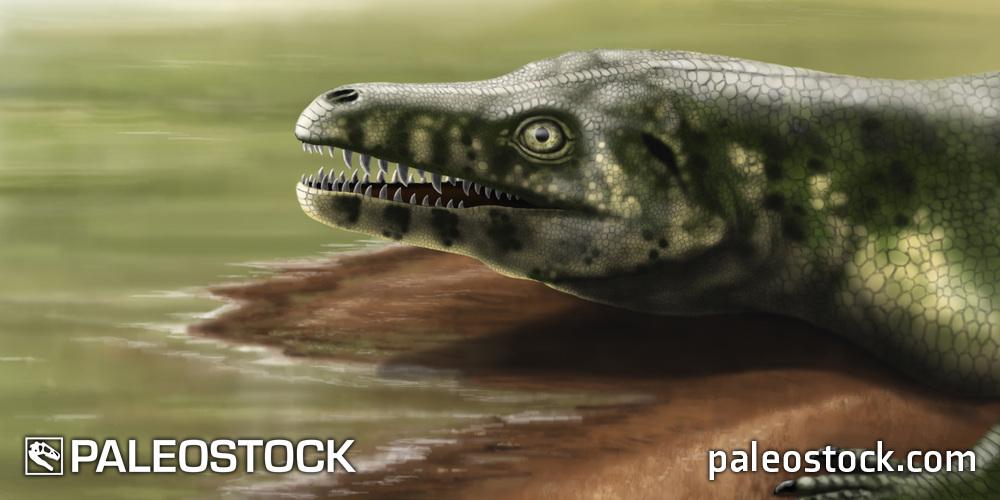 Teyujagua paradoxa stock image