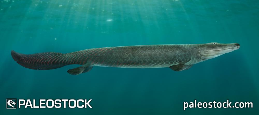 Tiktaalik roseae stock image