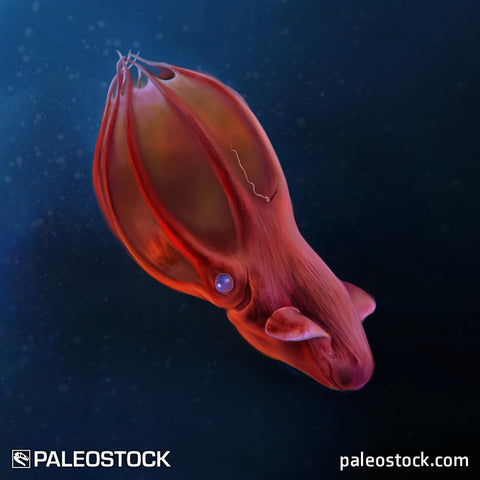 Vampyroteuthis infernalis stock image