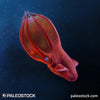 Vampyroteuthis infernalis stock image
