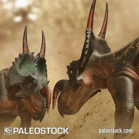 Einiosaurus Fighting stock image