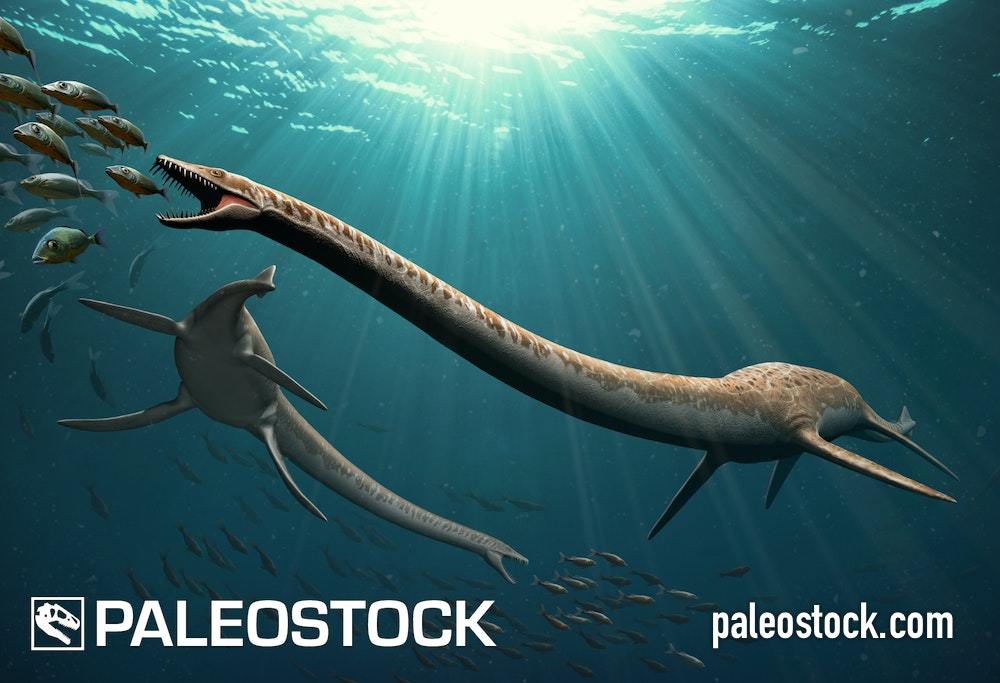 Elasmosaurus stock image