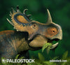 Sinoceratops stock image