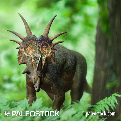Styracosaurus Looking stock image