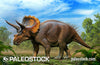Triceratops horridus stock image